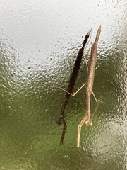 Phasmomantis sumichrasti