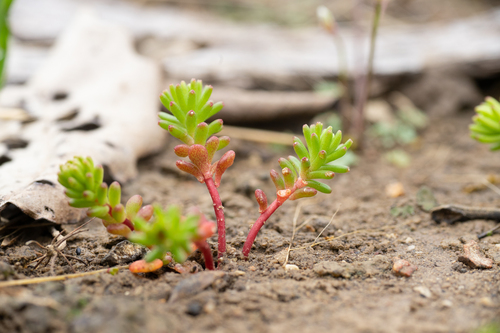 Sedum pulchellum