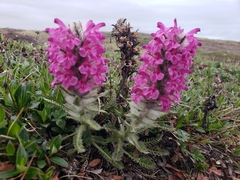 Pedicularis lanata