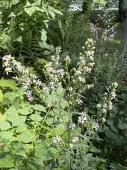 Symphyotrichum urophyllum