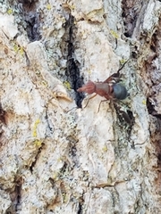 Delphinia picta