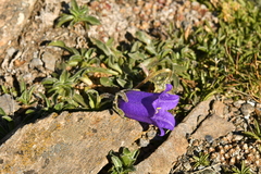Campanula alpestris