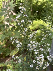 Symphyotrichum urophyllum