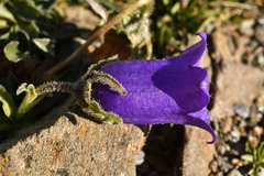 Campanula alpestris