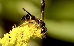 Ancistrocerus adiabatus