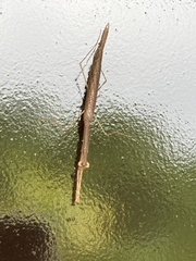 Phasmomantis sumichrasti