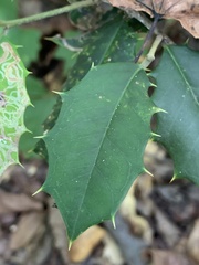 Ilex opaca