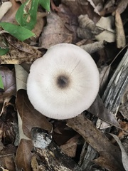 Amanita rhacopus