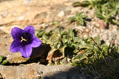 Campanula alpestris