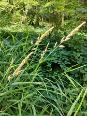 Phalaris arundinacea