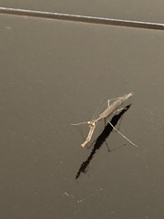 Phasmomantis sumichrasti