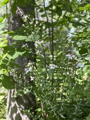 Symphyotrichum urophyllum