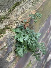 Asplenium ruta-muraria