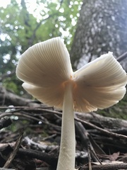 Amanita rhacopus