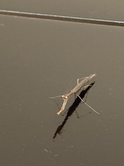 Phasmomantis sumichrasti