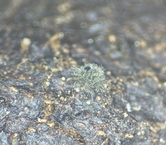 Delitschia chodocola