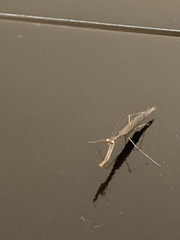 Phasmomantis sumichrasti