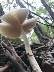 Amanita rhacopus