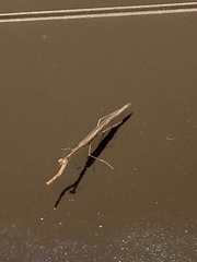 Phasmomantis sumichrasti