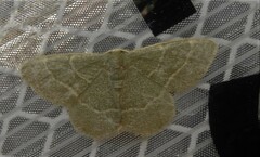 Chlorochlamys phyllinaria