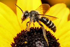 Halictus rubicundus