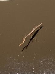 Phasmomantis sumichrasti