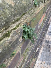 Asplenium ruta-muraria