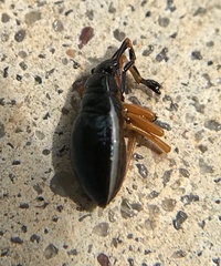 Largus succinctus