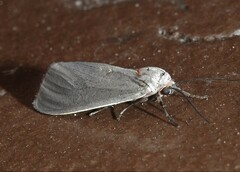 Pygarctia murina