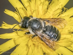 Megachile inermis