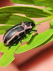 Eudiagogus pulcher