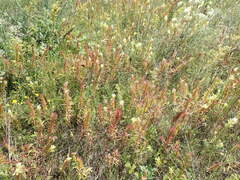 Melampyrum argyrocomum