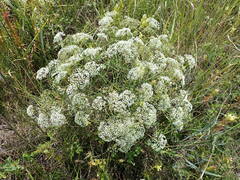 Falcaria vulgaris