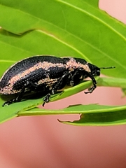 Eudiagogus pulcher