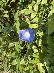 Ipomoea