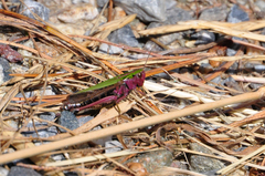 Omocestus viridulus
