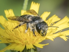 Megachile inermis