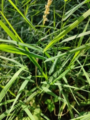 Phalaris arundinacea