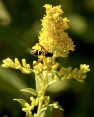 Ancistrocerus adiabatus