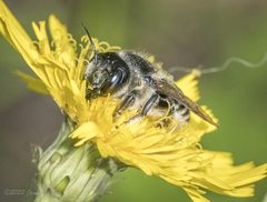 Megachile inermis