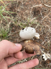 Myriostoma