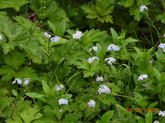 Myosotis
