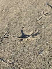 Callisaurus draconoides