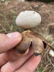 Myriostoma