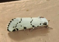Grotella binda