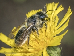 Megachile inermis