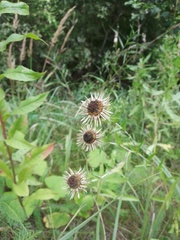 Carlina biebersteinii