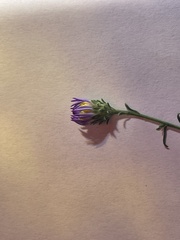 Symphyotrichum ascendens