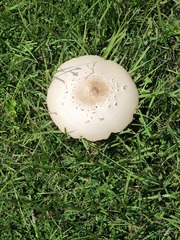 Chlorophyllum molybdites image