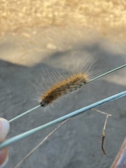 Hyphantria cunea